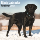 Black Labrador Retriever Calendar 2024  Square Dog Breed Wall Calendar - 16 Month - Book
