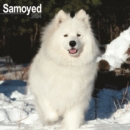 Samoyed Calendar 2024  Square Dog Breed Wall Calendar - 16 Month - Book