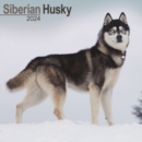 Siberian Husky Calendar 2024  Square Dog Breed Wall Calendar - 16 Month - Book