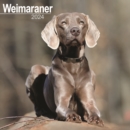 Weimaraner Calendar 2024  Square Dog Breed Wall Calendar - 16 Month - Book