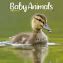 Baby Animals Calendar 2024  Square Animal Wall Calendar - 16 Month - Book