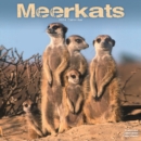 Meerkats Calendar 2024  Square Wildlife Safari Wall Calendar - 16 Month - Book