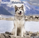 Alaskan Malamute Calendar 2025 Square Dog Breed Wall Calendar - 16 Month - Book