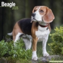 Beagle Calendar 2025 Square Dog Breed Wall Calendar - 16 Month - Book