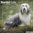 Bearded Collie Calendar 2025 Square Dog Breed Wall Calendar - 16 Month - Book