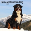 Bernese Mountain Dog Calendar 2025 Square Dog Breed Wall Calendar - 16 Month - Book