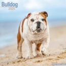 Bulldog Calendar 2025 Square Dog Breed Wall Calendar - 16 Month - Book