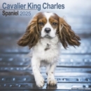 Cavalier King Charles Calendar 2025 Square Dog Breed Wall Calendar - 16 Month - Book