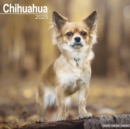 Chihuahua Calendar 2025 Square Dog Breed Wall Calendar - 16 Month - Book