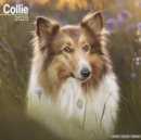 Collie Calendar 2025 Square Dog Breed Wall Calendar - 16 Month - Book