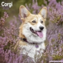 Corgi Calendar 2025 Square Dog Breed Wall Calendar - 16 Month - Book