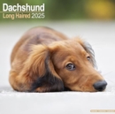Longhaired Dachshund Calendar 2025 Square Dog Breed Wall Calendar - 16 Month - Book