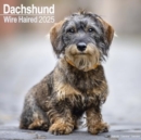 Wirehaired Dachshund Calendar 2025 Square Dog Breed Wall Calendar - 16 Month - Book