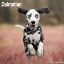 Dalmatian Calendar 2025 Square Dog Breed Wall Calendar - 16 Month - Book