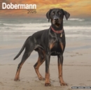 Dobermann (Euro) Calendar 2025 Square Dog Breed Wall Calendar - 16 Month - Book