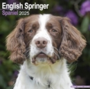 English Springer Spaniel (Euro) Calendar 2025 Square Dog Breed Wall Calendar - 16 Month - Book