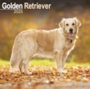 Golden Retriever Calendar 2025 Square Dog Breed Wall Calendar - 16 Month - Book