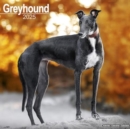 Greyhound Calendar 2025 Square Dog Breed Wall Calendar - 16 Month - Book