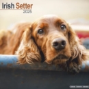 Irish Setter Calendar 2025 Square Dog Breed Wall Calendar - 16 Month - Book