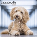 Labradoodle Calendar 2025 Square Dog Breed Wall Calendar - 16 Month - Book