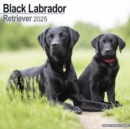 Black Labrador Retriever Calendar 2025 Square Dog Breed Wall Calendar - 16 Month - Book
