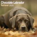 Chocolate Labrador Retriever Calendar 2025 Square Dog Breed Wall Calendar - 16 Month - Book
