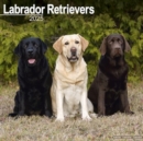Labrador Retrievers (Mixed) Calendar 2025 Square Dog Breed Wall Calendar - 16 Month - Book