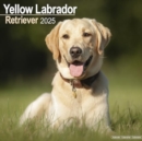 Labrador Retriever (Yellow) Calendar 2025 Square Dog Breed Wall Calendar - 16 Month - Book