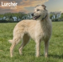 Lurcher Calendar 2025 Square Dog Breed Wall Calendar - 16 Month - Book