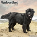 Newfoundland Calendar 2025 Square Dog Breed Wall Calendar - 16 Month - Book
