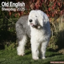 Old English Sheepdog Calendar 2025 Square Dog Breed Wall Calendar - 16 Month - Book