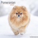 Pomeranian Calendar 2025 Square Dog Breed Wall Calendar - 16 Month - Book