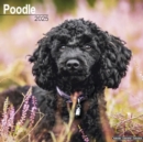 Poodle Calendar 2025 Square Dog Breed Wall Calendar - 16 Month - Book
