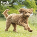 Poodle (Toy & Miniature) Calendar 2025 Square Dog Breed Wall Calendar - 16 Month - Book