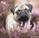 Pug Calendar 2025 Square Dog Breed Wall Calendar - 16 Month - Book
