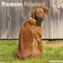 Rhodesian Ridgeback Calendar 2025 Square Dog Breed Wall Calendar - 16 Month - Book
