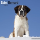 Saint Bernard Calendar 2025 Square Dog Breed Wall Calendar - 16 Month - Book