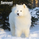Samoyed Calendar 2025 Square Dog Breed Wall Calendar - 16 Month - Book