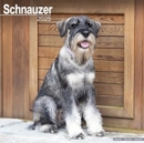 Schnauzer (Euro) Calendar 2025 Square Dog Breed Wall Calendar - 16 Month - Book