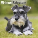 Schnauzer Miniature Calendar 2025 Square Dog Breed Wall Calendar - 16 Month - Book