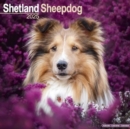 Shetland Sheepdog Calendar 2025 Square Dog Breed Wall Calendar - 16 Month - Book