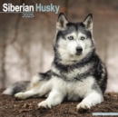 Siberian Husky Calendar 2025 Square Dog Breed Wall Calendar - 16 Month - Book