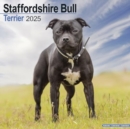 Staffordshire Bull Terrier Calendar 2025 Square Dog Breed Wall Calendar - 16 Month - Book