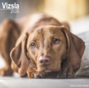 Vizsla Calendar 2025 Square Dog Breed Wall Calendar - 16 Month - Book