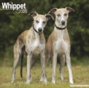 Whippet Calendar 2025 Square Dog Breed Wall Calendar - 16 Month - Book