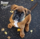 Boxer Puppies Calendar 2025 Square Dog Puppy Breed Wall Calendar - 16 Month - Book