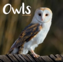 Owls Calendar 2025 Square Birds Wall Calendar - 16 Month - Book