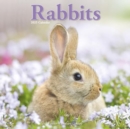 Rabbits  Calendar 2025 Square Animal Wall Calendar - 16 Month - Book