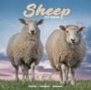 Sheep Calendar 2025 Square Farm Animal Wall Calendar - 16 Month - Book