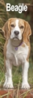 Beagle Slim 2025 Wall Calendar Calendar 2024 Dog Breed Slimline Calendar - 12 Month - Book